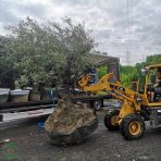 Olivovník európsky (Olea Europaea) ´HOJIBLANCA´ - výška 300+cm, obvod kmeňa 120/150 cm - BONSAJ - STARÝ A VZÁCNY EXEMPLÁR (-12°C) 