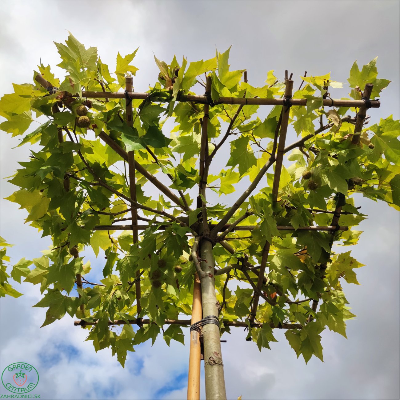 Obrázok Platan javorolistý (Platanus acerifolia) - výška 310-320 cm , obvod kmeňa 25/30 cm, kont. C230L - STRECHA 150x150 cm - EXEMPLÁR