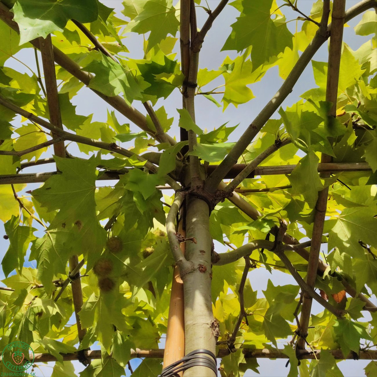 Obrázok Platan javorolistý (Platanus acerifolia) - výška 310-320 cm , obvod kmeňa 25/30 cm, kont. C230L - STRECHA 150x150 cm - EXEMPLÁR