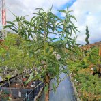 Mandľovník (Prunus dulcis) ´FILIPPO CEO´ – výška 130–160 cm, obvod kmeňa 4/6 cm, kont. C10L