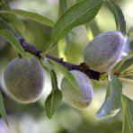 Mandľovník (Prunus dulcis) ´FILIPPO CEO´ – výška 130–160 cm, obvod kmeňa 4/6 cm, kont. C10L