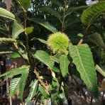 Gaštan jedlý (Castanea Sativa) ´MARAVAL´ - výška 120-150 cm, obvod kmeňa 4/6 cm, kont. C6L