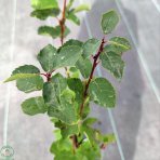 Muchovník jelšolistý (Amelanchier alnifolia) ´HONEYWOOD´- výška 40-50 cm, kont. P11