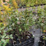 Muchovník jelšolistý (Amelanchier alnifolia) ´HONEYWOOD´- výška 40-50 cm, kont. P11