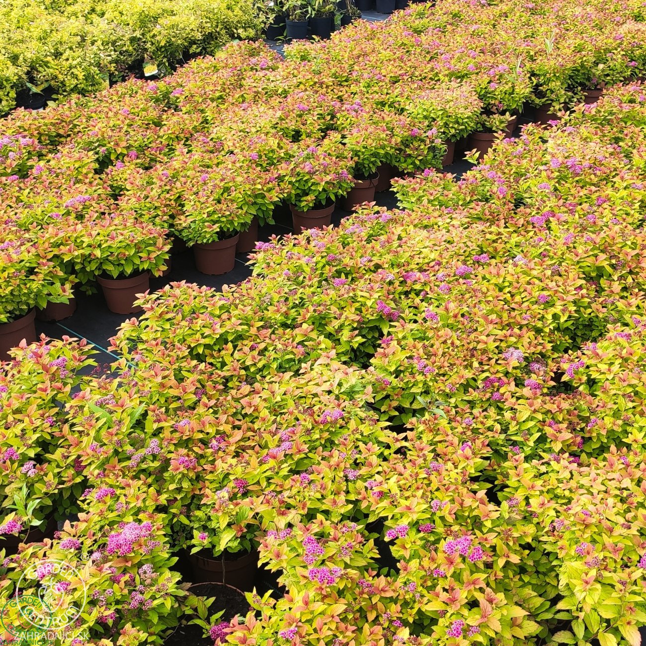 Obrázok Tavoľník japonský (Spiraea Japonica) ´FIRELIGHT´ - výška 10-20 cm, ⌀ 20 cm, kont. C2L