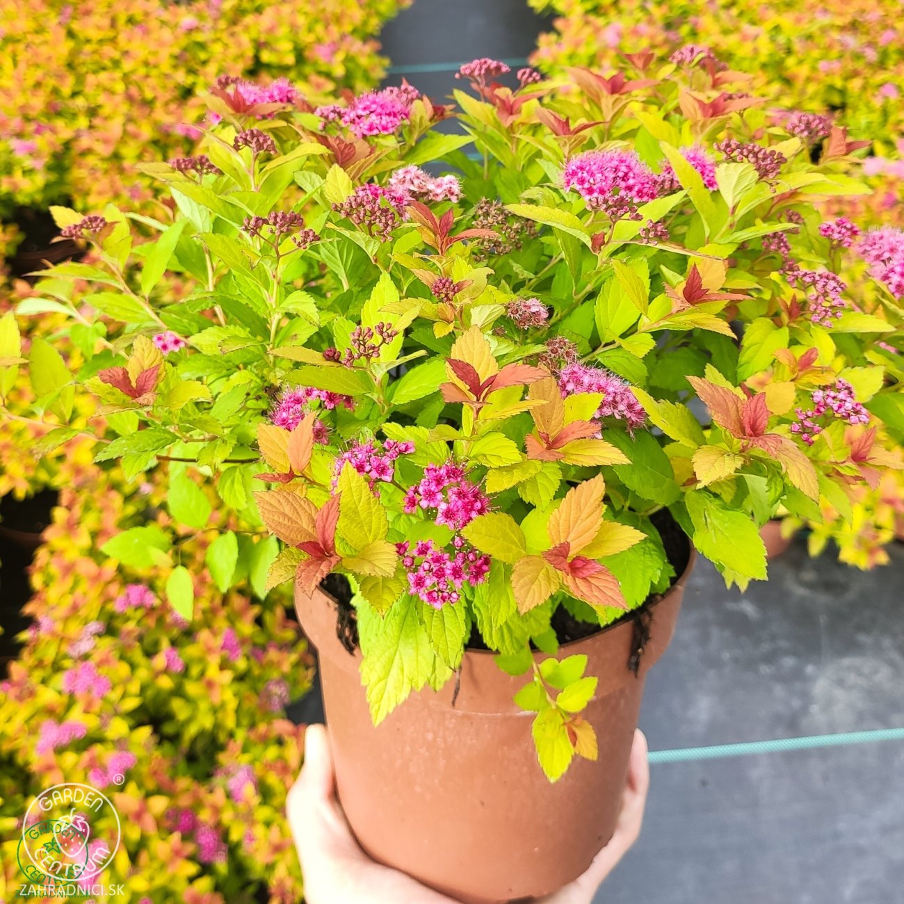 Obrázok Tavoľník japonský (Spiraea Japonica) ´FIRELIGHT´ - výška 10-20 cm, ⌀ 20 cm, kont. C2L