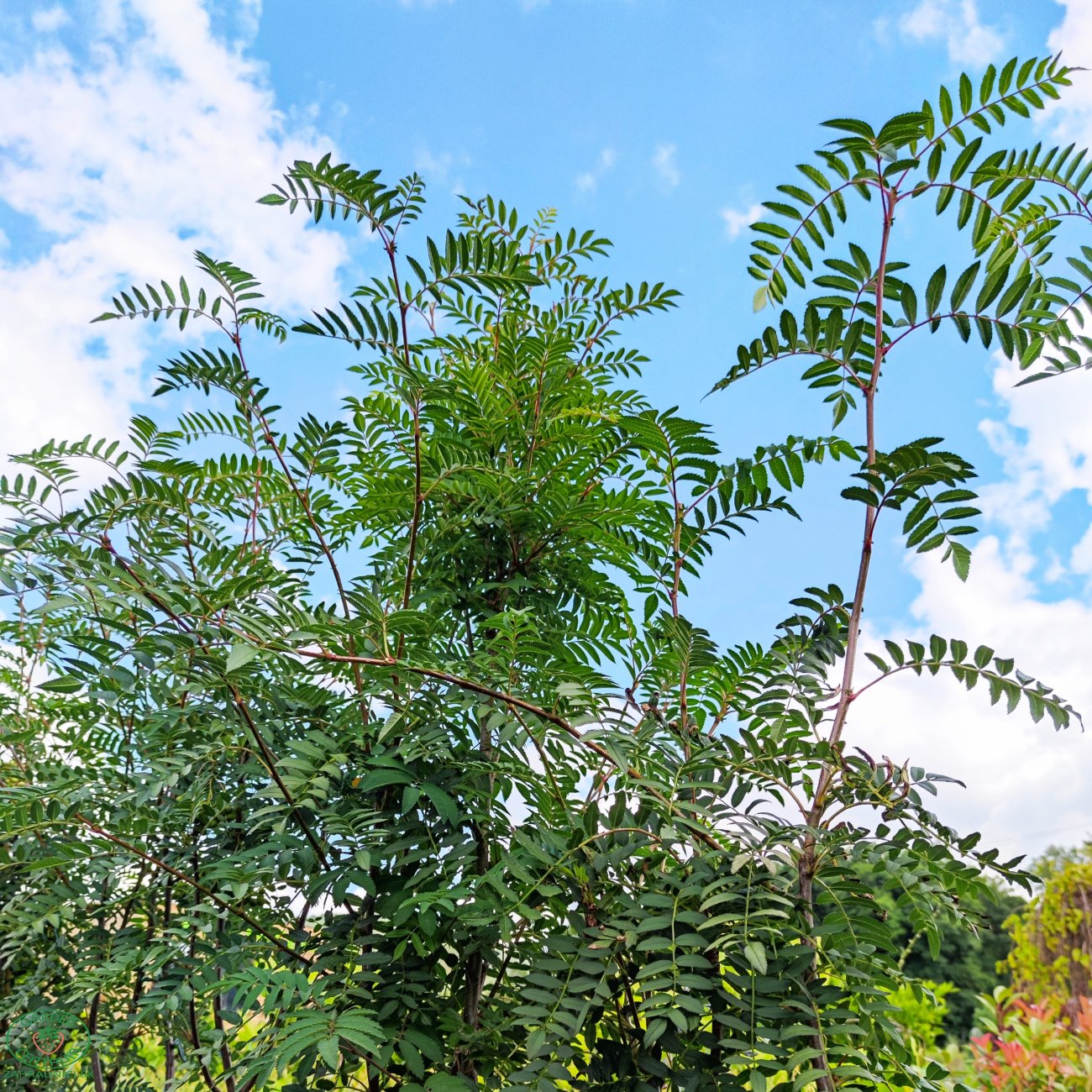 Obrázok Jarabina vtáčia (Sorbus aucuparia) - výška 200-250 cm, kont. C30L