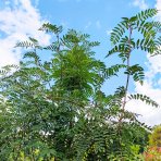 Jarabina vtáčia (Sorbus aucuparia) - výška 200-250 cm, kont. C30L