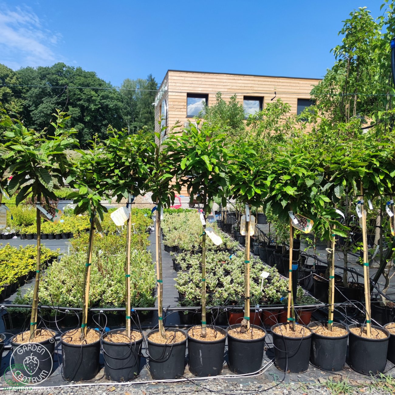 Obrázok Gaštan jedlý (Castanea Sativa) ´MARAVAL´ - výška 120-150 cm, obvod kmeňa 4/6 cm, kont. C6L
