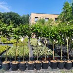 Gaštan jedlý (Castanea Sativa) ´MARAVAL´ - výška 120-150 cm, obvod kmeňa 4/6 cm, kont. C6L