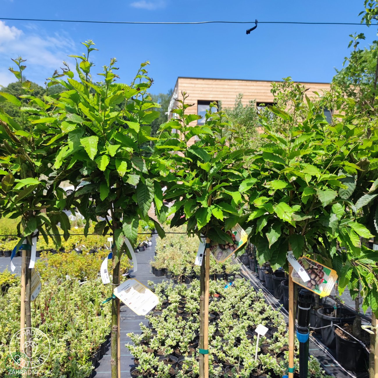 Obrázok Gaštan jedlý (Castanea Sativa) ´MARAVAL´ - výška 120-150 cm, obvod kmeňa 4/6 cm, kont. C6L