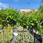 Gaštan jedlý (Castanea Sativa) ´MARAVAL´ - výška 120-150 cm, obvod kmeňa 4/6 cm, kont. C6L