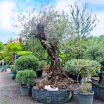 Olivovník európsky (Olea Europaea) ´HOJIBLANCA´ - výška 300+cm, obvod kmeňa 120/150 cm - BONSAJ - STARÝ A VZÁCNY EXEMPLÁR (-12°C) 