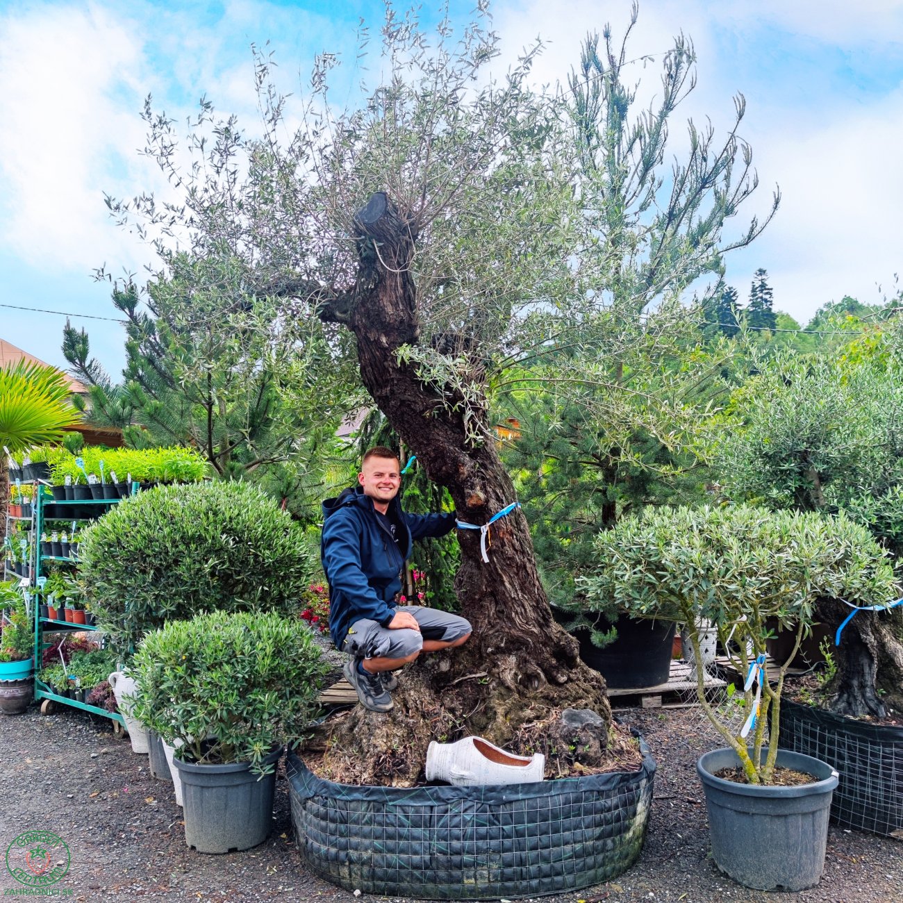 Obrázok Olivovník európsky (Olea Europaea) ´HOJIBLANCA´ - výška 300+cm, obvod kmeňa 120/150 cm - BONSAJ - STARÝ A VZÁCNY EXEMPLÁR (-12°C) 