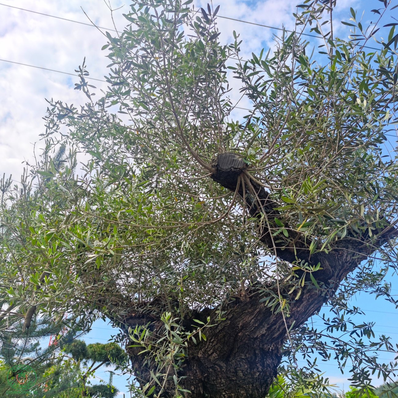 Obrázok Olivovník európsky (Olea Europaea) ´HOJIBLANCA´ - výška 300+cm, obvod kmeňa 120/150 cm - BONSAJ - STARÝ A VZÁCNY EXEMPLÁR (-12°C) 