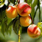 Broskyňa obyčajná (Prunus persica) ´HARNAS´ - skorá, výška 140-160 cm, voľnokorenná