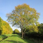 Jaseň štíhly (Fraxinus excelsior) ´WESTHOF GLOIRE´ - výška 210-230 cm,  kont. C18L