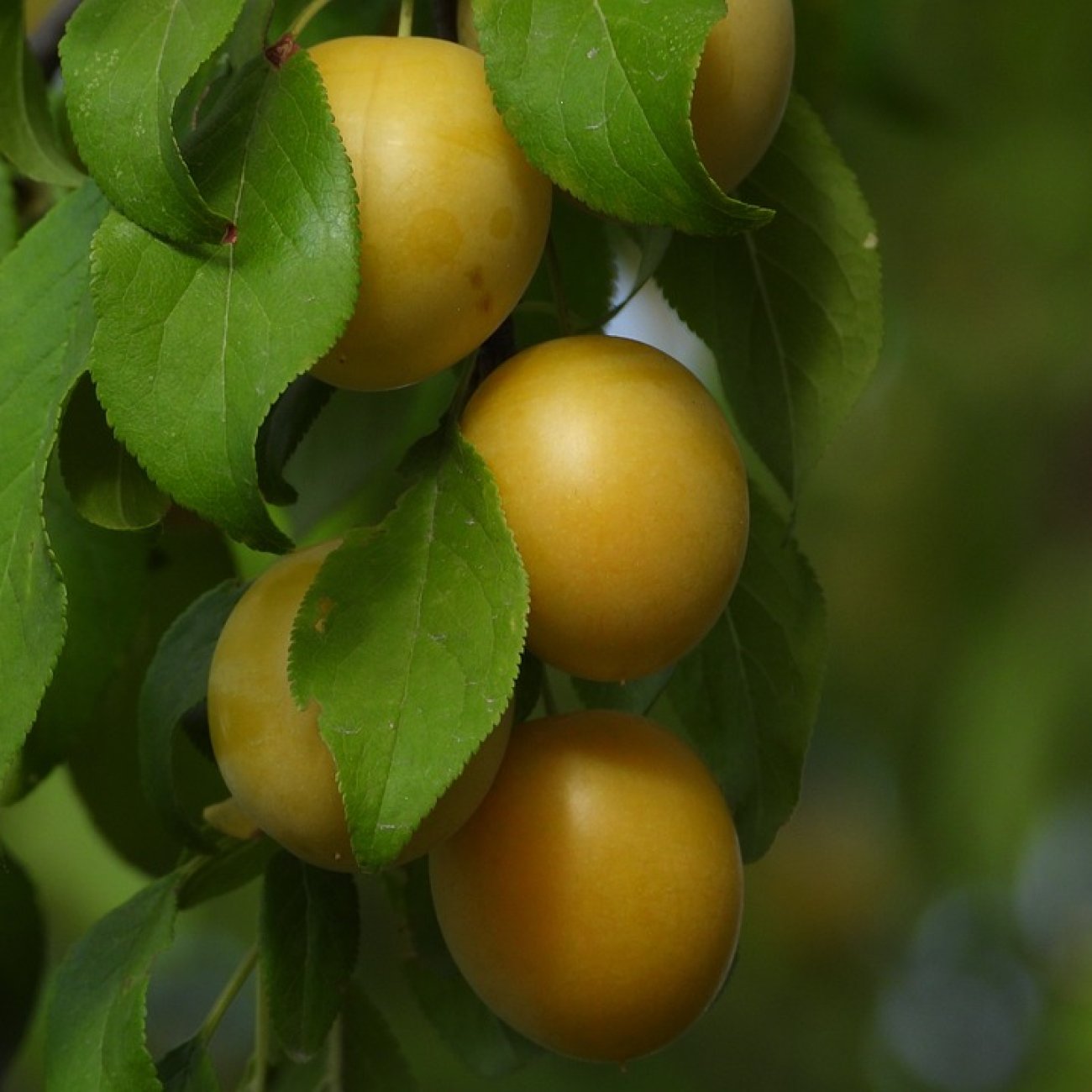 Obrázok Slivka domáca (Prunus domestica) ´SUNGOLD´ - výška 150-180 cm, obvod kmeňa 4/6 cm, kont. C10L