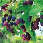Muchovník jelšolistý (Amelanchier alnifolia) ´HONEYWOOD´- výška 40-50 cm, kont. P11