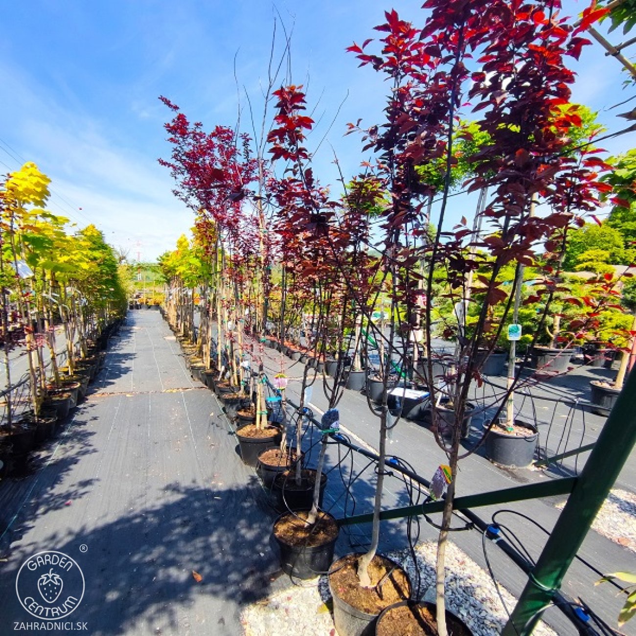 Obrázok Slivka čerešňoplodá (Prunus cerasifera) ´NIGRA´ – výška 40-60 cm, kont. C2L