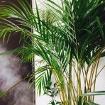 Dypsis žltkastá (Dypsis lutescens) - výška 80-90 cm, kont. C5L