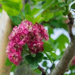 Hloh obyčajný (Crataegus Laevigata) ´PAUL´S SCARLET´ - výška 350-400 cm, obvod kmeňa 8/10 cm, kont. C35L
