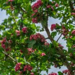 Hloh obyčajný (Crataegus Laevigata) ´PAUL´S SCARLET´ - výška 350-400 cm, obvod kmeňa 8/10 cm, kont. C35L