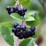 Arónia čerešňolistá (Aronia melanocarpa) ´VIKING´ - výška 60-70 cm, kont. C2L