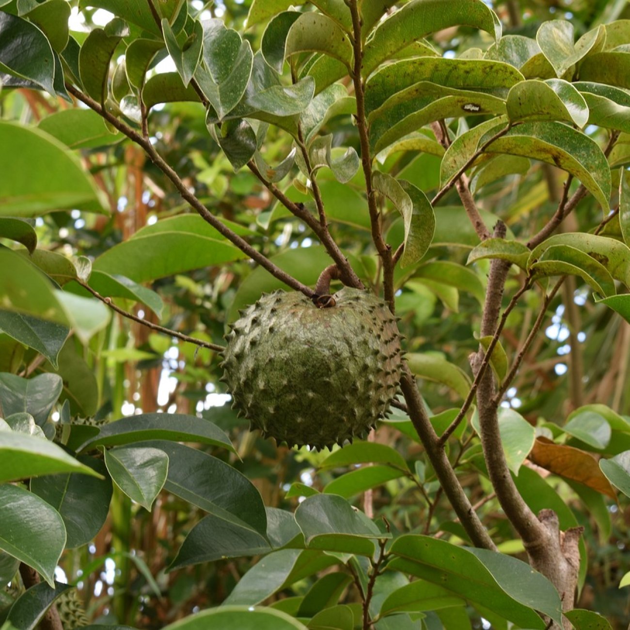 Obrázok Anona mäkkoostnatá (Guanabana) výška: 120 - 150 cm, kont. C10L