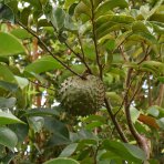 Anona mäkkoostnatá (Guanabana) výška: 120 - 150 cm, kont. C10L
