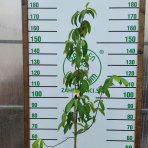 Anona mäkkoostnatá (Guanabana) výška: 120 - 150 cm, kont. C10L