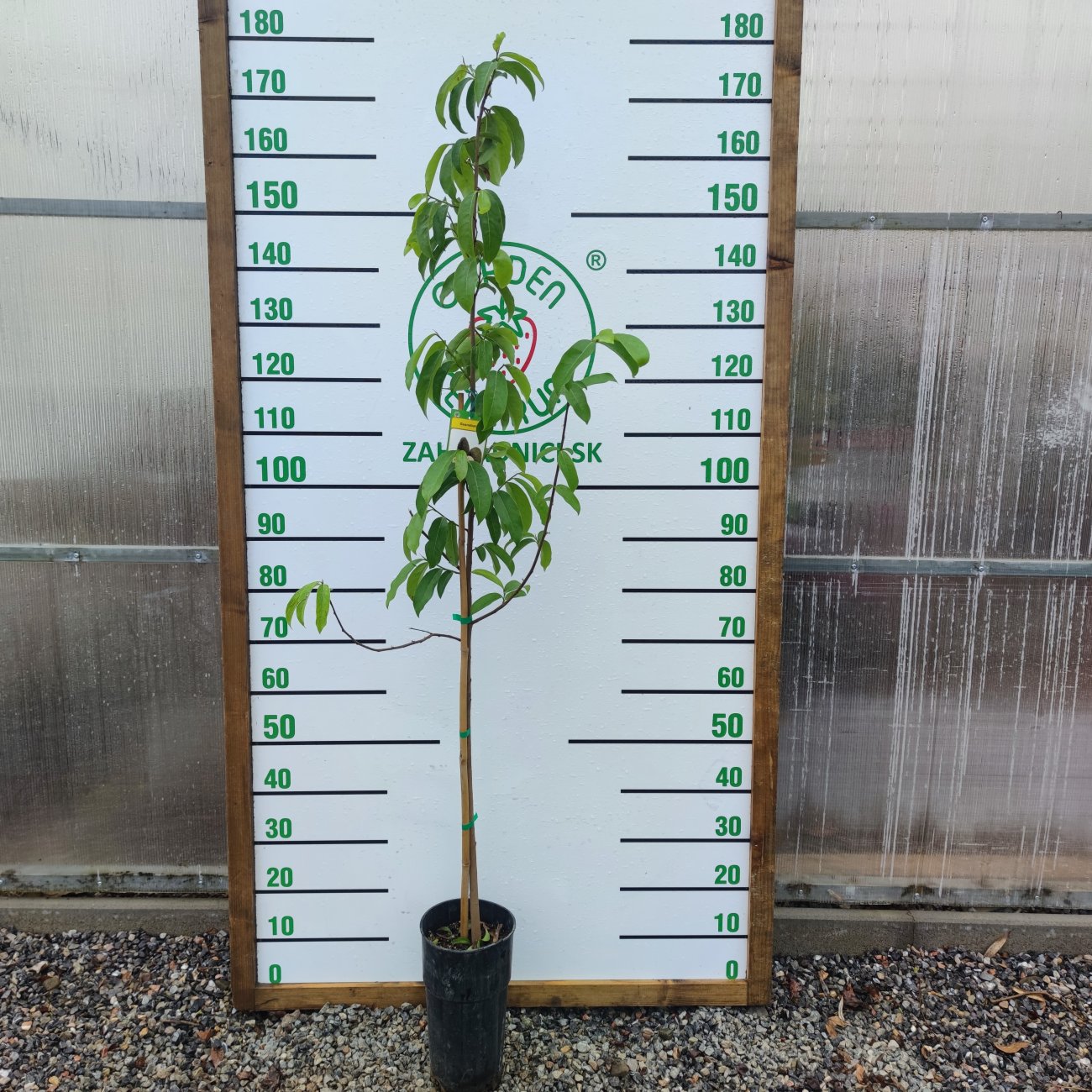 Obrázok Anona mäkkoostnatá (Guanabana) výška: 120 - 150 cm, kont. C10L