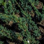 Borievka šupinatá (Juniperus squamata) ´MEYERI´ - výška 20-40 cm, kont. C3L