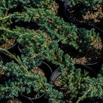 Borievka šupinatá (Juniperus squamata) ´MEYERI´ - výška 20-40 cm, kont. C3L
