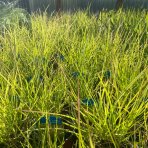 Ostrevka (Sesleria autumnalis) kont. C1.5L