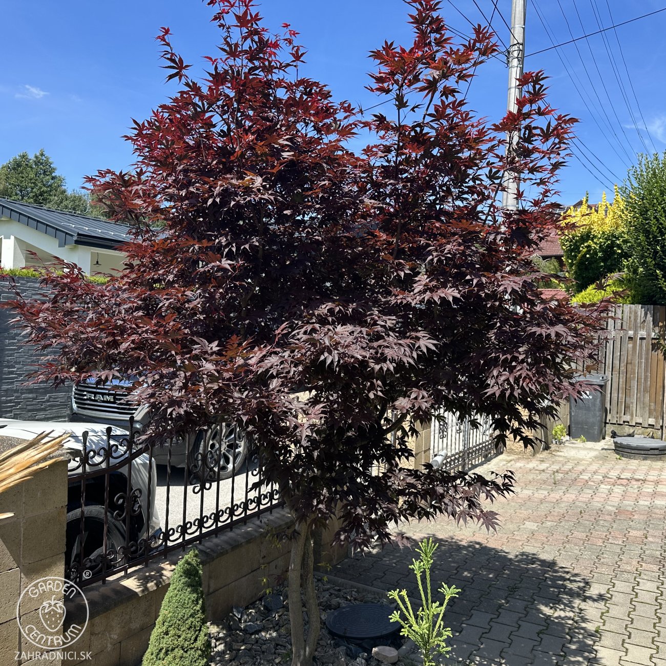 Obrázok Javor dlaňolistý (Acer palmatum) ´ATROPURPUREUM´ - výška 40-60 cm, kont. C1,5L