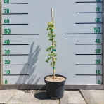Javor francúzsky (Acer monspessulanum) - výška 20-40 cm, kont. C3L