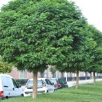 Agát biely (Robinia pseudocacacia) ´UMBRACULIFERA´ - výška 120-140 cm, kont. C5L (-34°C) - NA KMIENKU