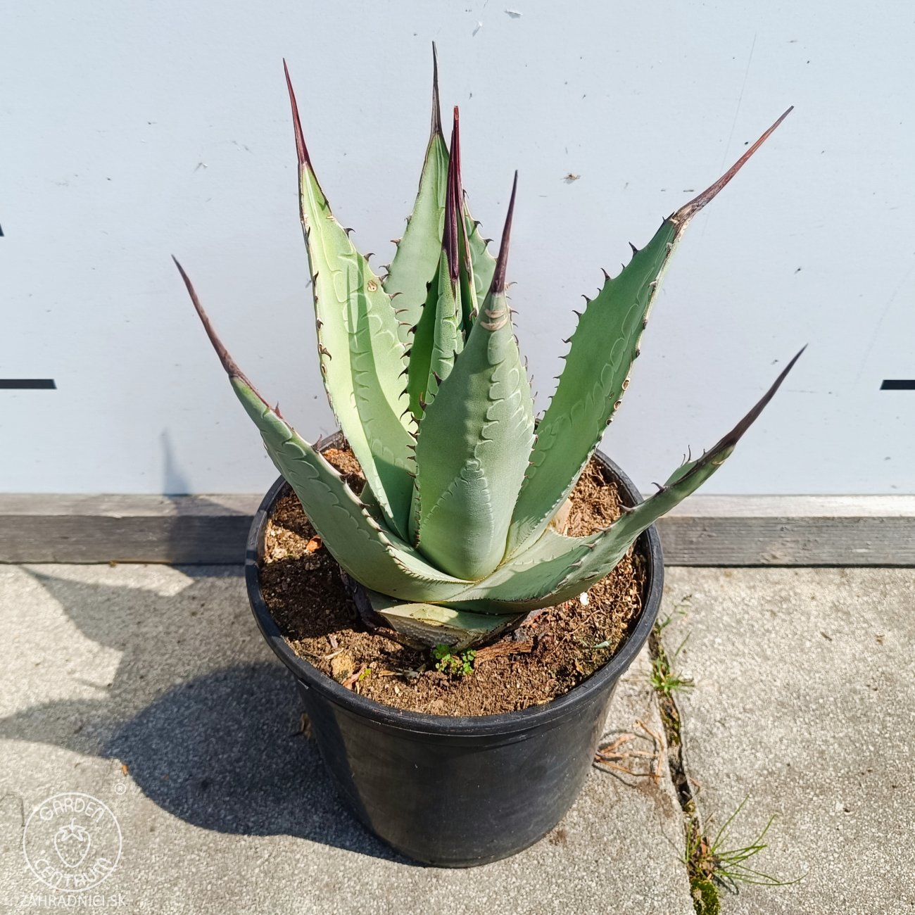 Obrázok Agáva americká (Agave americana) - výška 20-30 cm, kont. C3L (-10°C)