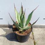 Agáva americká (Agave americana) - výška 20-30 cm, kont. C3L (-10°C)