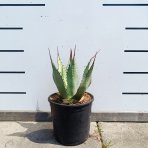 Agáva americká (Agave americana) - výška 20-30 cm, kont. C3L (-10°C)