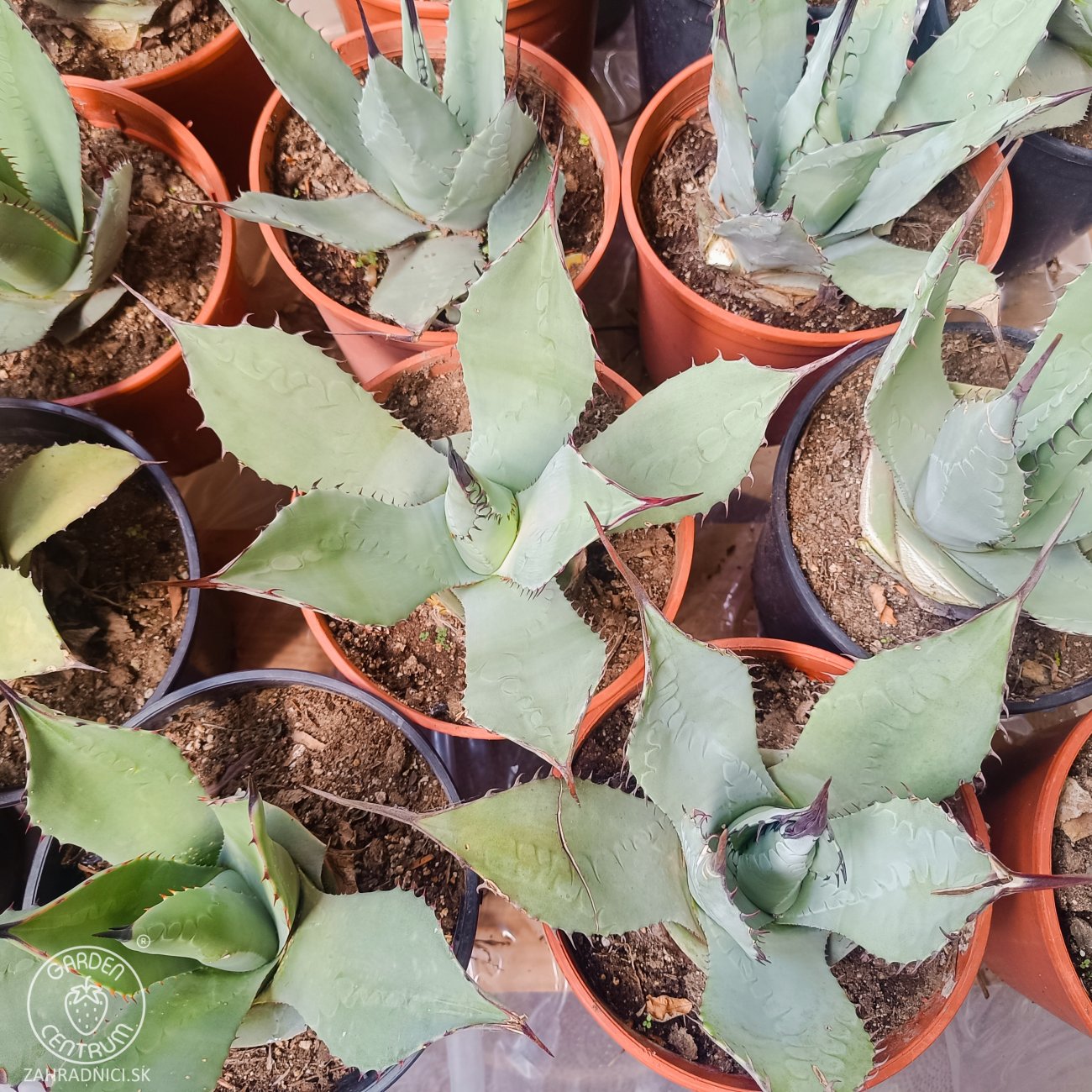 Obrázok Agáva americká (Agave americana) - výška 20-30 cm, kont. C3L (-10°C)
