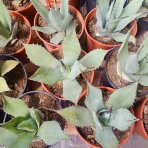 Agáva americká (Agave americana) - výška 20-30 cm, kont. C3L (-10°C)