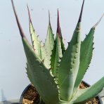 Agáva americká (Agave americana) - výška 20-30 cm, kont. C3L (-10°C)
