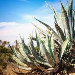 Agáva americká (Agave americana) - výška 10-15 cm, Ø 20-30 cm, kont. C6L (-10°C)