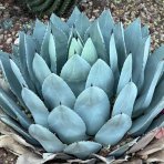 Agáva (Agave parryi) ´PARRYI ´ - výška 30-40 cm, ⌀ 50-60 cm, kont. C50L (-20°C)