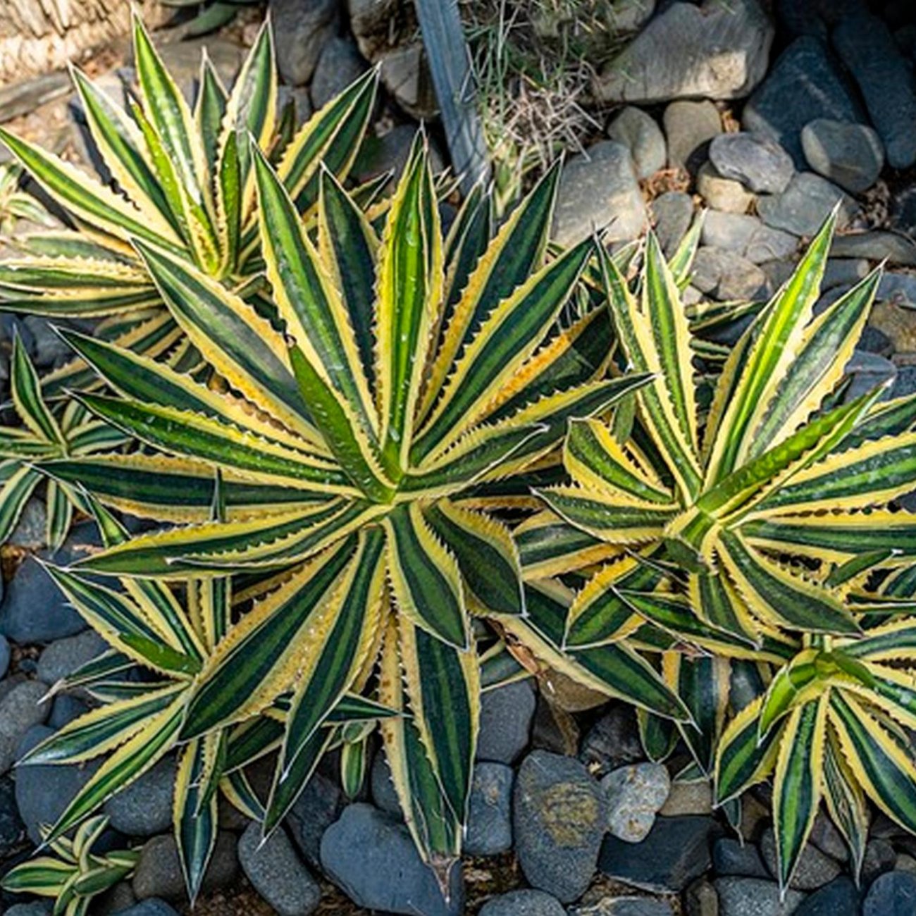 Obrázok Agáva hrebeňovitá (Agave Lophantha) ´QUADRICOLOR´ - výška 10-20 cm, ⌀ 20-30 cm, kont. C6L (-6°C)