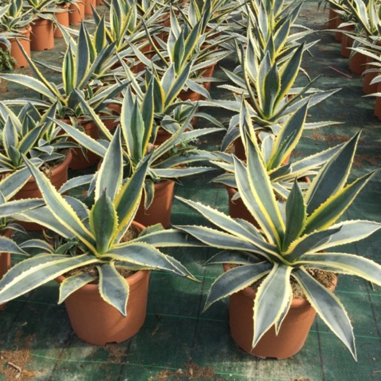 Obrázok Agáva americká (Agave americana) ´VARIEGATA´ - výška 15-20 cm, ⌀ ružice 20-30 cm, kont. C6L (-10°C)