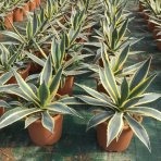 Agáva americká (Agave americana) ´VARIEGATA´ - výška 15-20 cm, ⌀ ružice 20-30 cm, kont. C6L (-10°C)