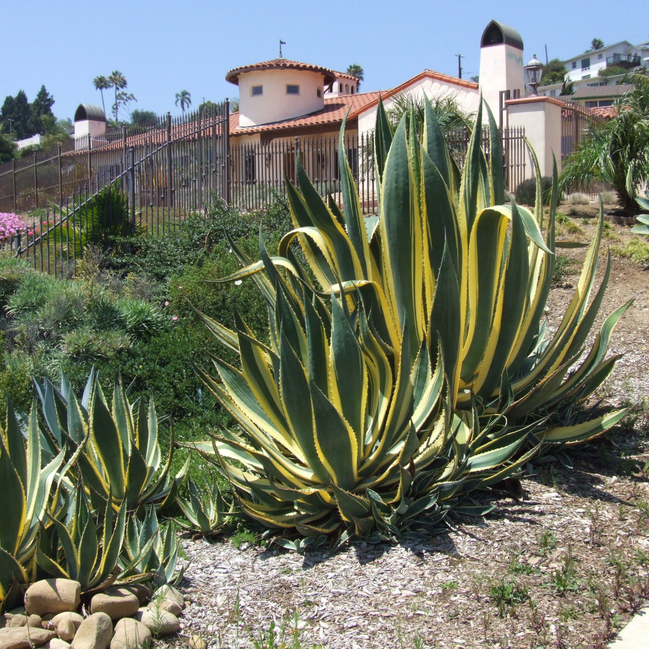 Obrázok Agáva americká (Agave americana) ´VARIEGATA´ - výška 15-20 cm, ⌀ ružice 20-30 cm, kont. C6L (-10°C)